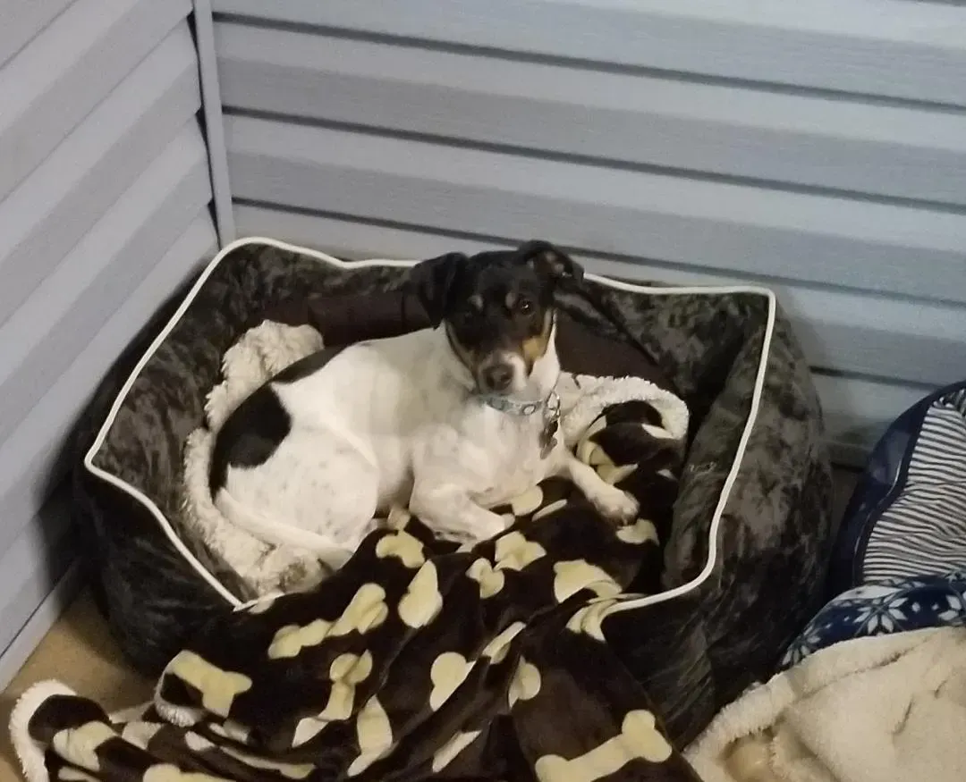 A dog is laying in a dog bed with a blanket with bones on it