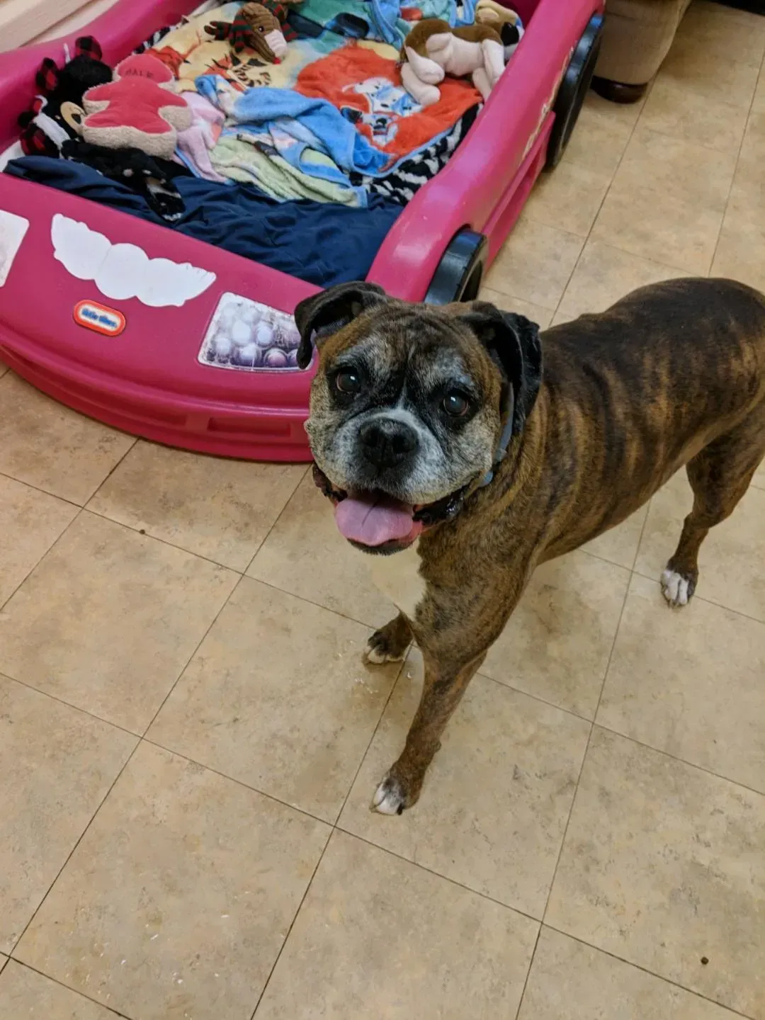 A dog standing in front of a little tikes car bed