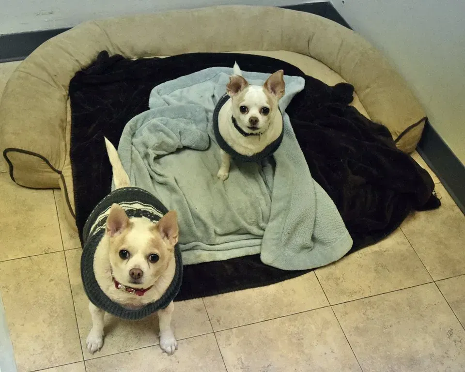 Two small dogs wearing sweaters are standing next to a dog bed