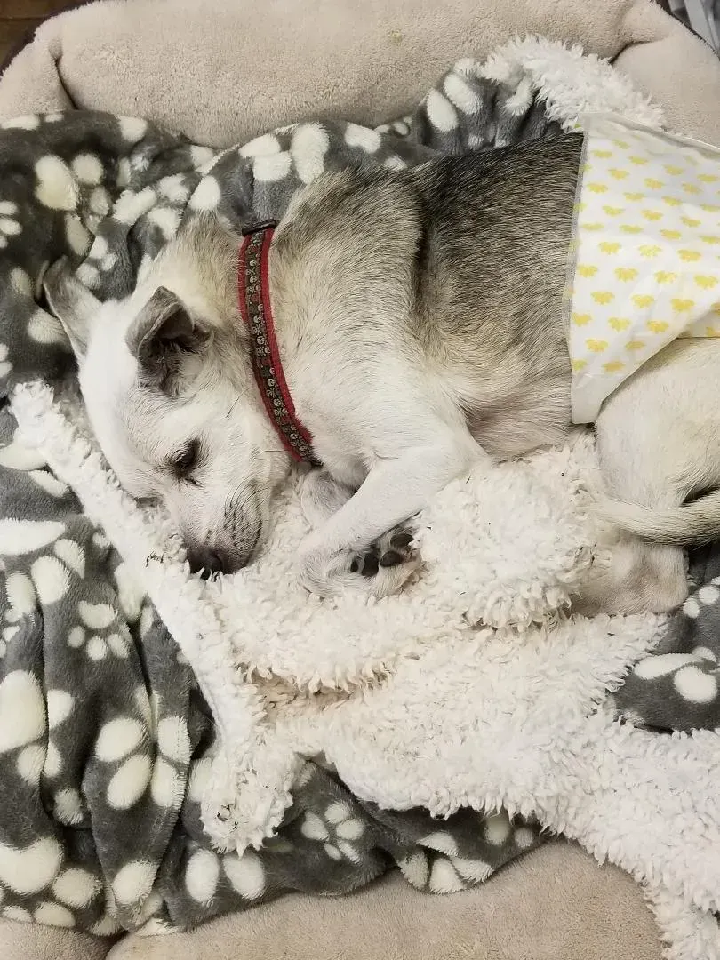 A dog is laying on a blanket on a bed.