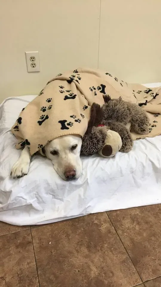 A dog is laying on a bed with a stuffed animal wrapped in a blanket.