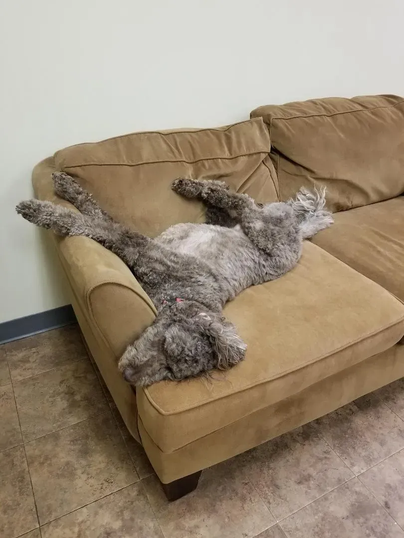 A dog is laying on its back on a brown couch.