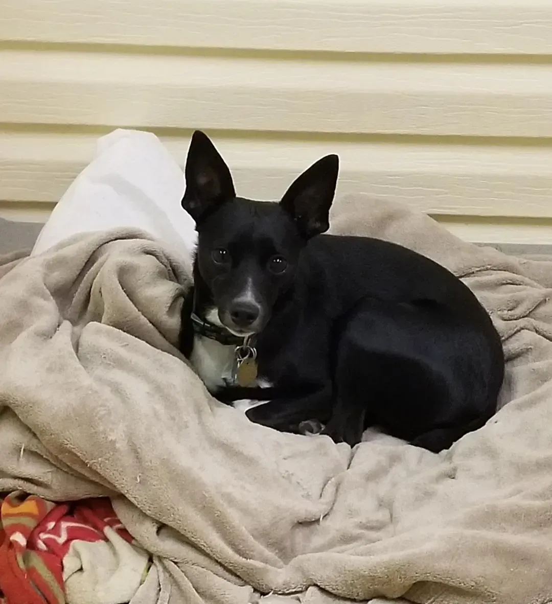 A small black dog is laying on a blanket on a bed
