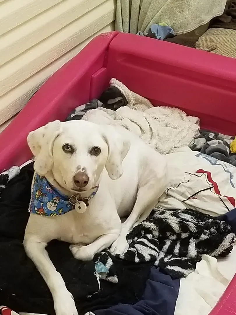 A white dog wearing a blue bandana is laying in a pink crib.