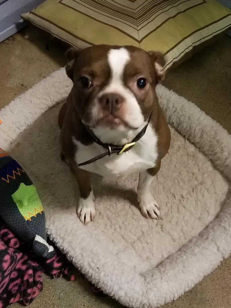 A brown and white dog is sitting on a dog bed.