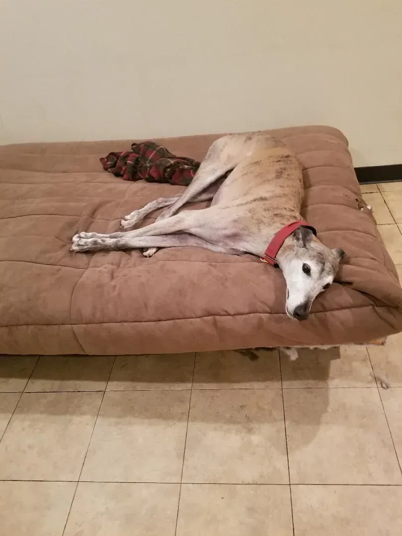 A dog is laying on top of a brown couch.