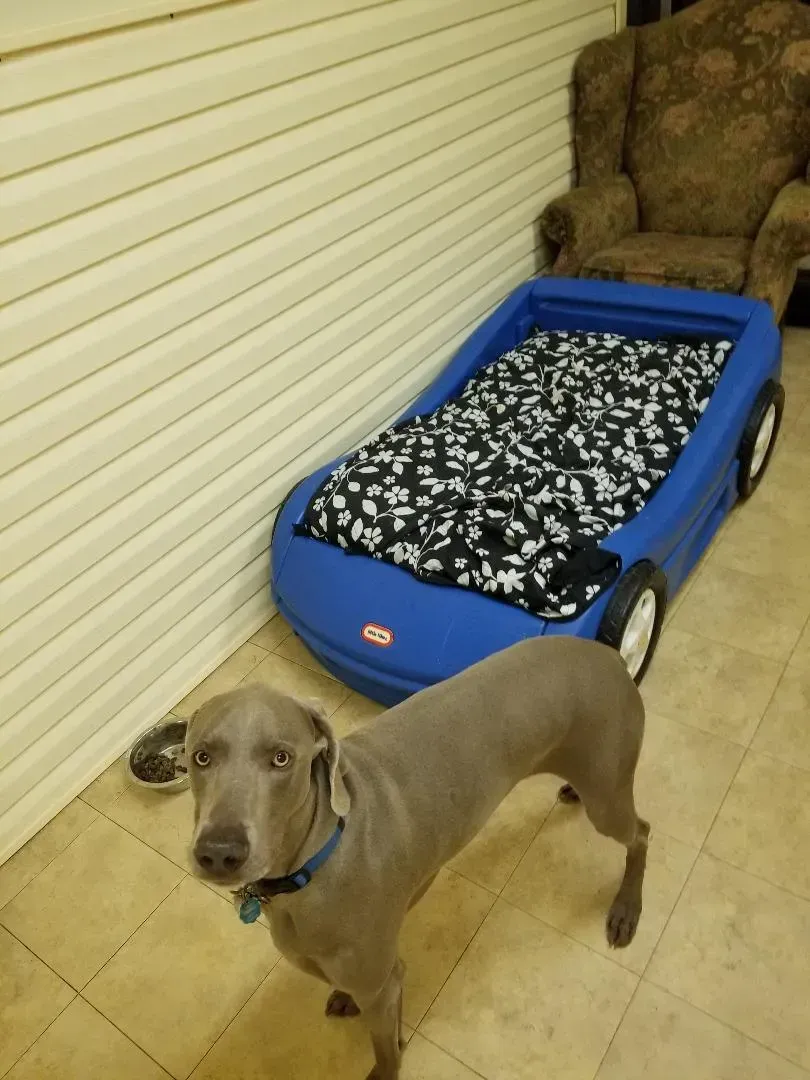 A dog standing next to a blue toy car bed