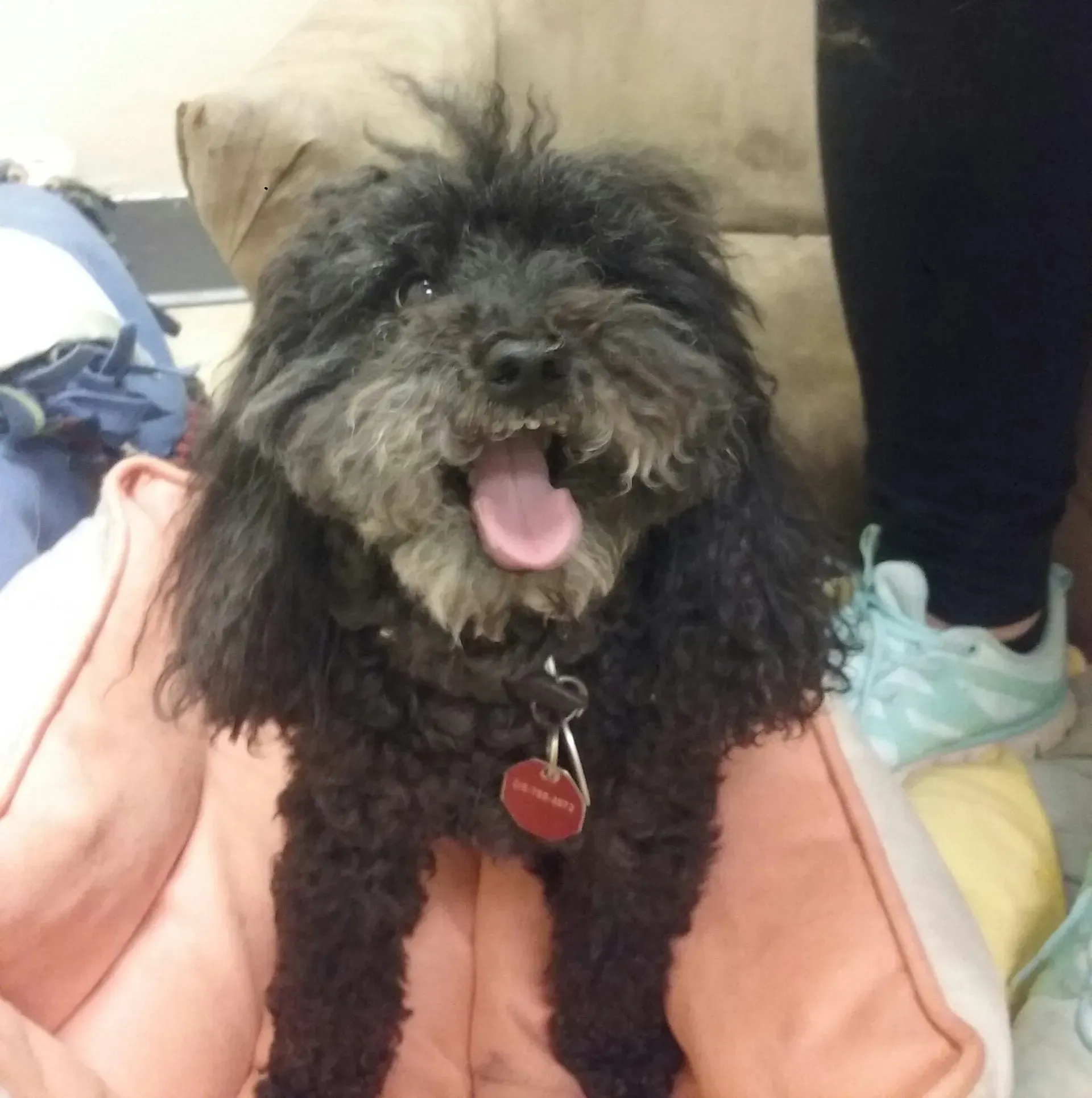 A small black dog with its tongue hanging out is wearing a pink jacket