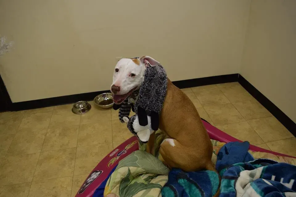 A brown and white dog wearing a scarf is sitting on a bed.