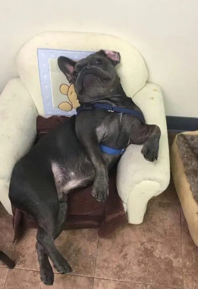 Two dogs are sleeping on a chair in a room.