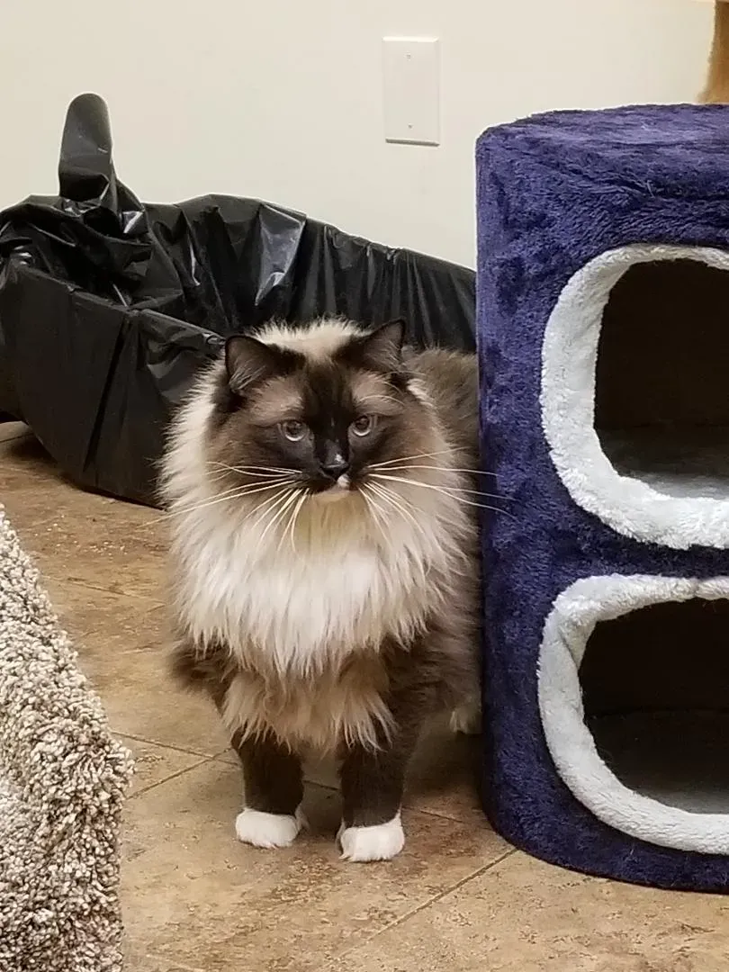 A fluffy cat is standing next to a purple cat tree.