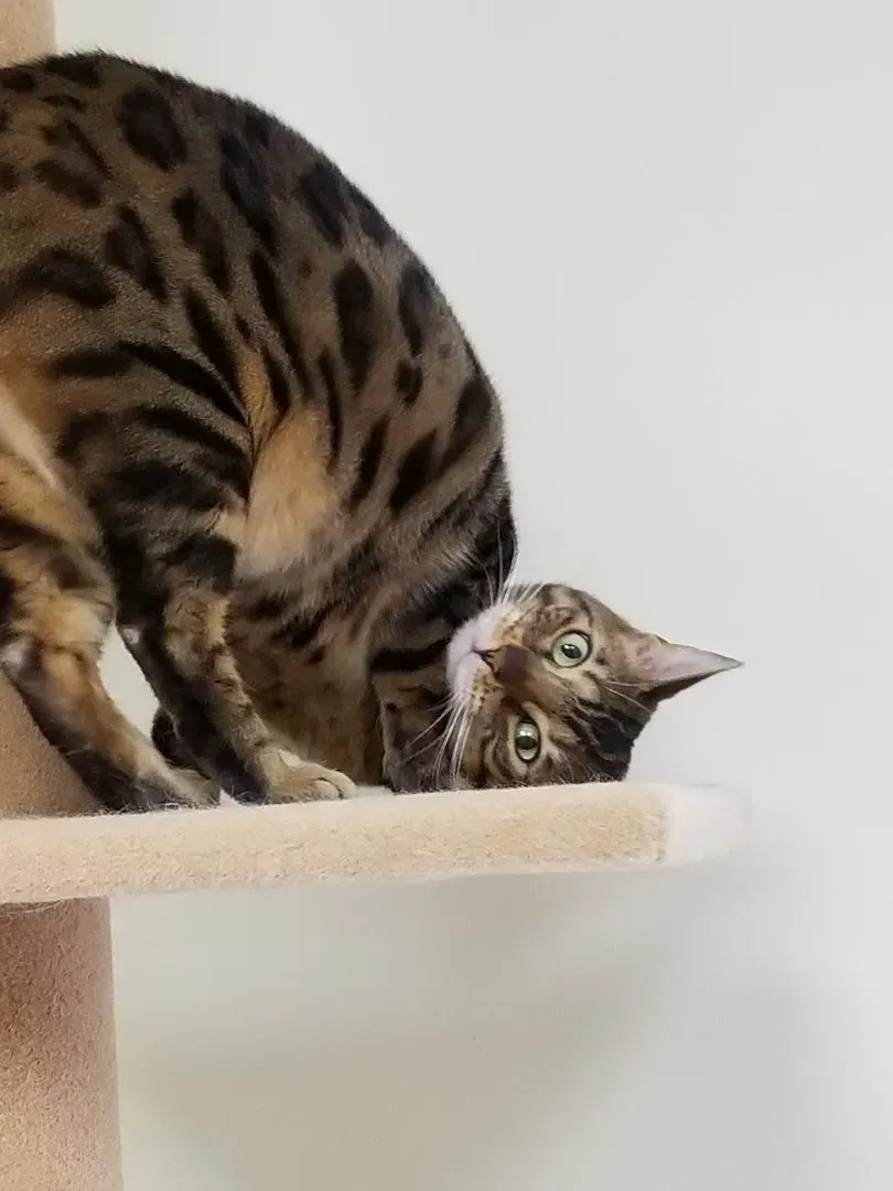 A bengal cat is laying on its back on a cat tree.