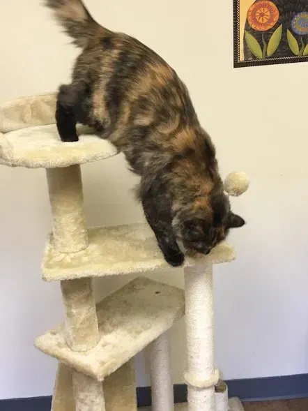 A cat is playing on a cat tree in a room.