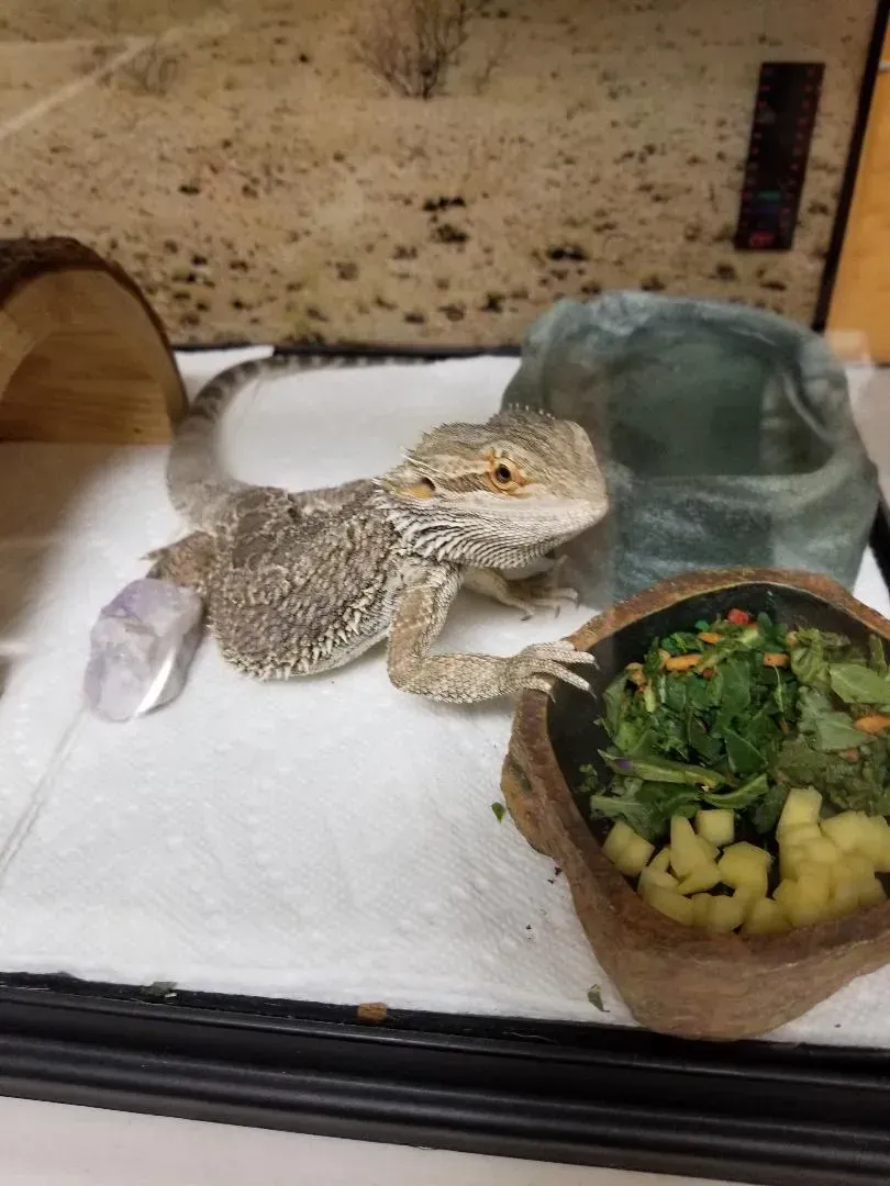 A lizard is sitting next to a bowl of food on a table.