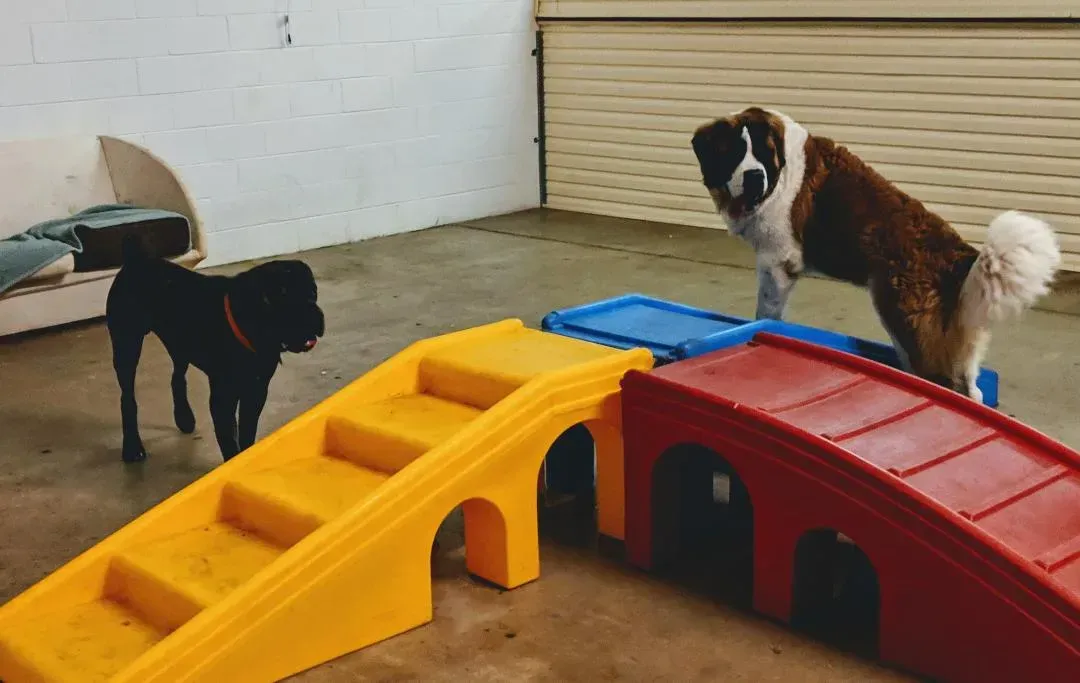 Two dogs are playing in a room with a ramp and stairs.