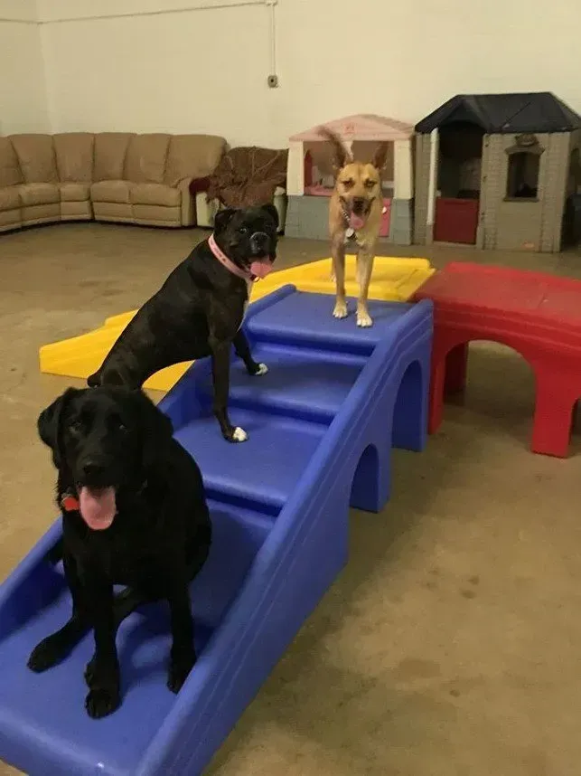 Three dogs are playing on a slide in a room