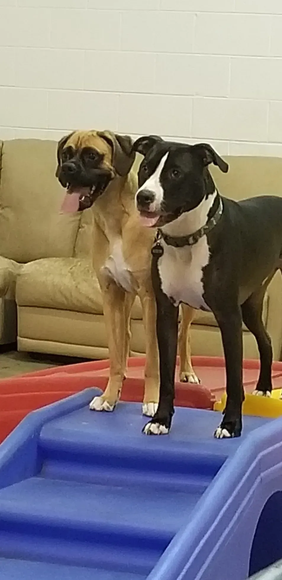 Two dogs are standing next to each other on a blue slide.