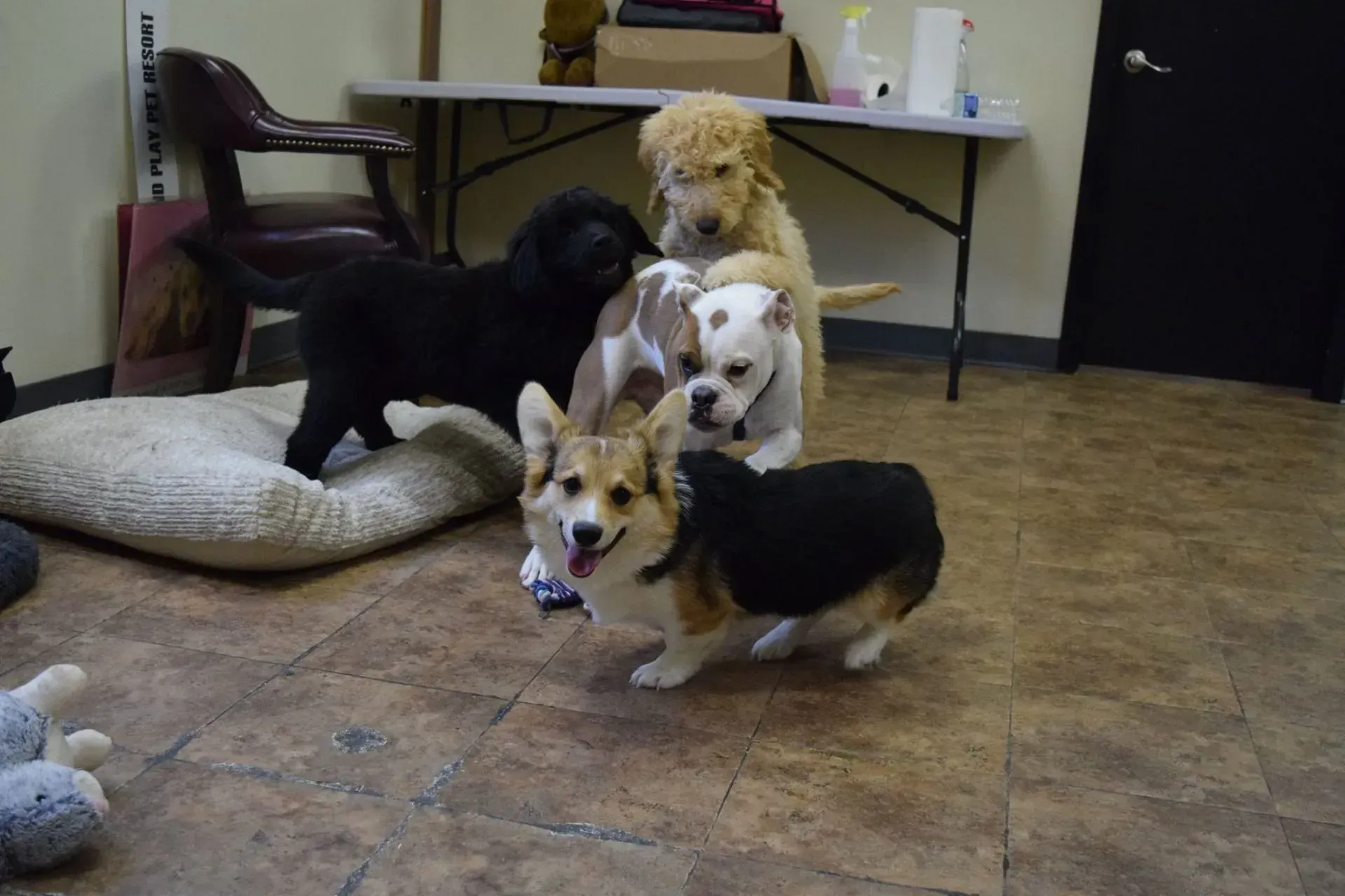 A group of puppies are playing in a room.