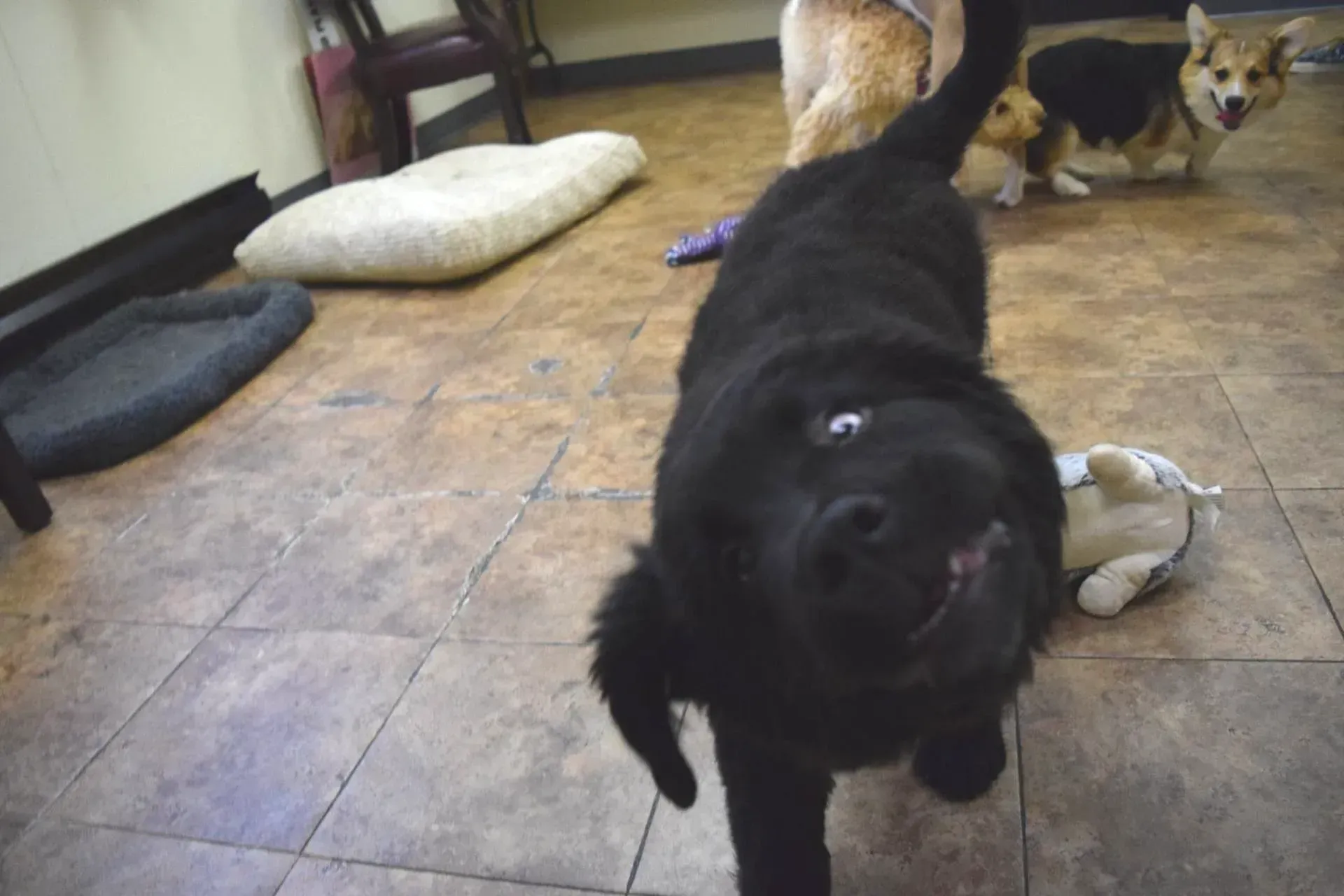 A black dog is standing in a room with other dogs.