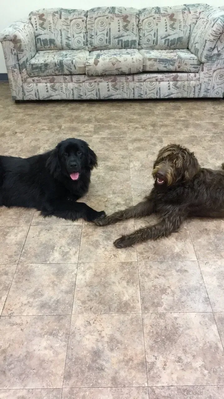 Two dogs are laying on the floor in front of a couch.
