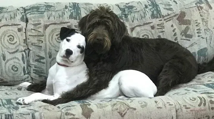 Two dogs are hugging each other on a couch