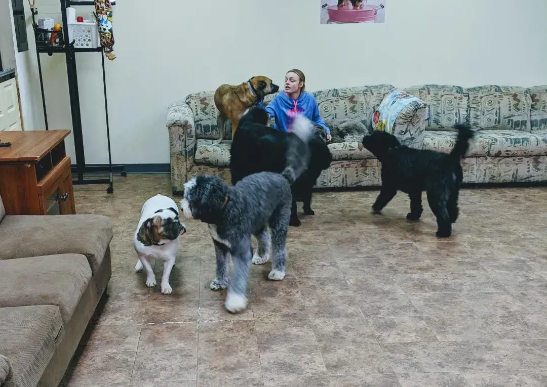A woman is sitting on a couch surrounded by dogs in a living room.