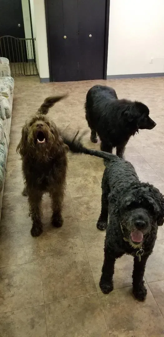 Three black dogs are standing next to each other in a living room.