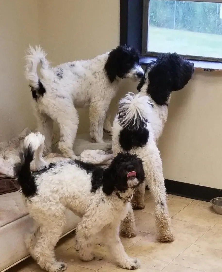 Three black and white dogs are standing next to each other in a room.