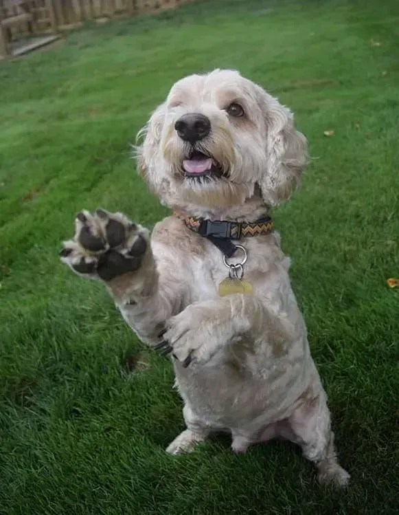 A small dog is standing on its hind legs in the grass.