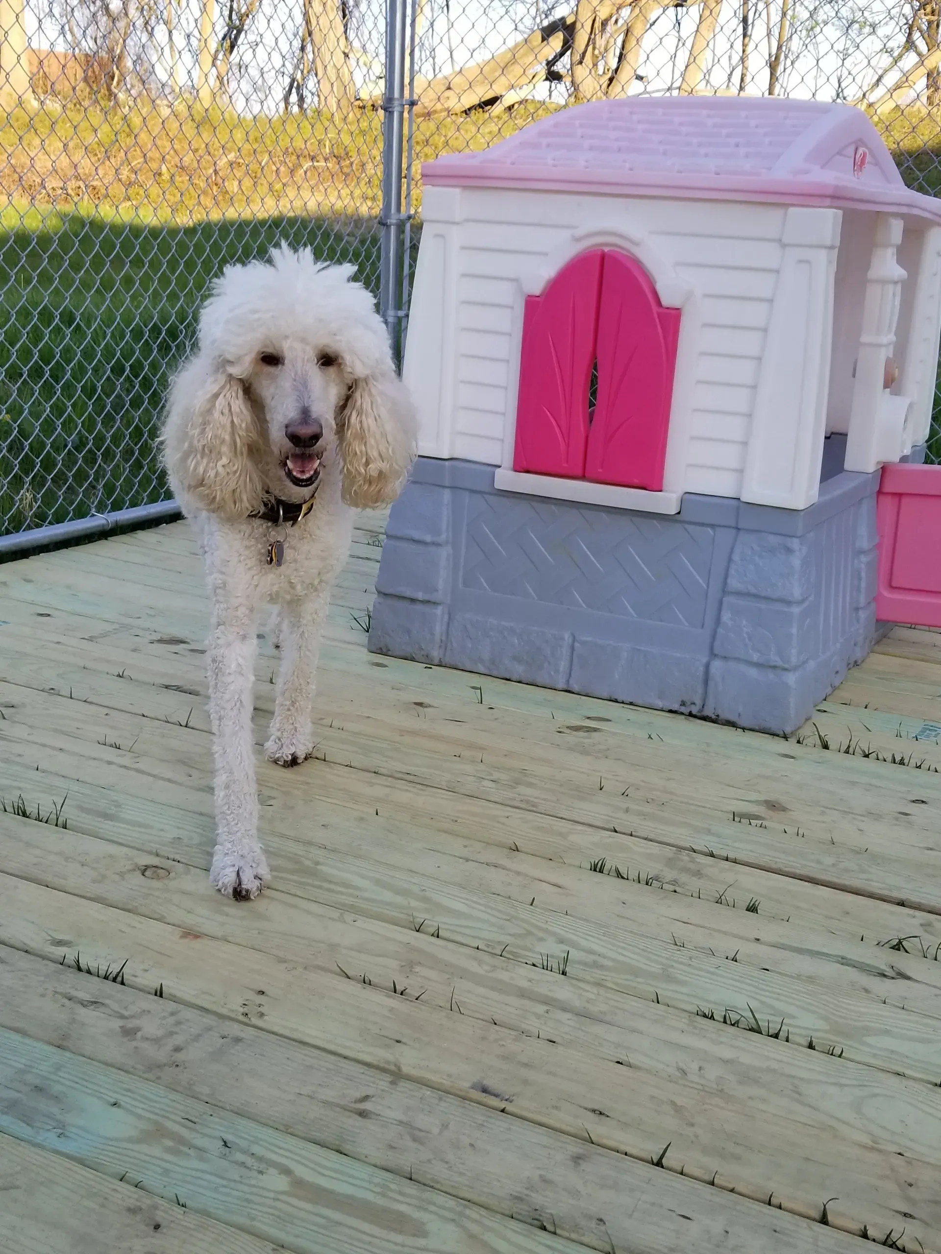 A white poodle is standing in front of a pink playhouse