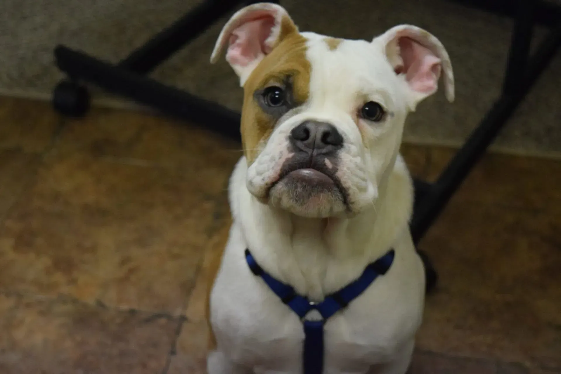 A brown and white dog wearing a blue leash