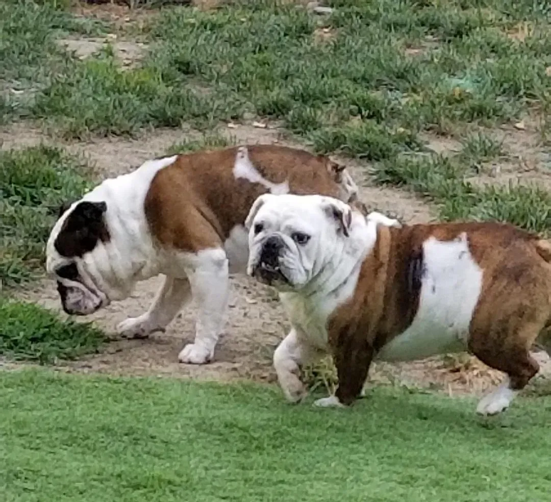 Two bulldog dogs are walking in the grass.