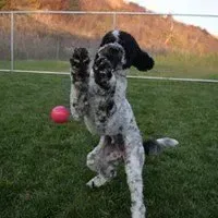 A black and white dog is standing on its hind legs in front of a pink ball.