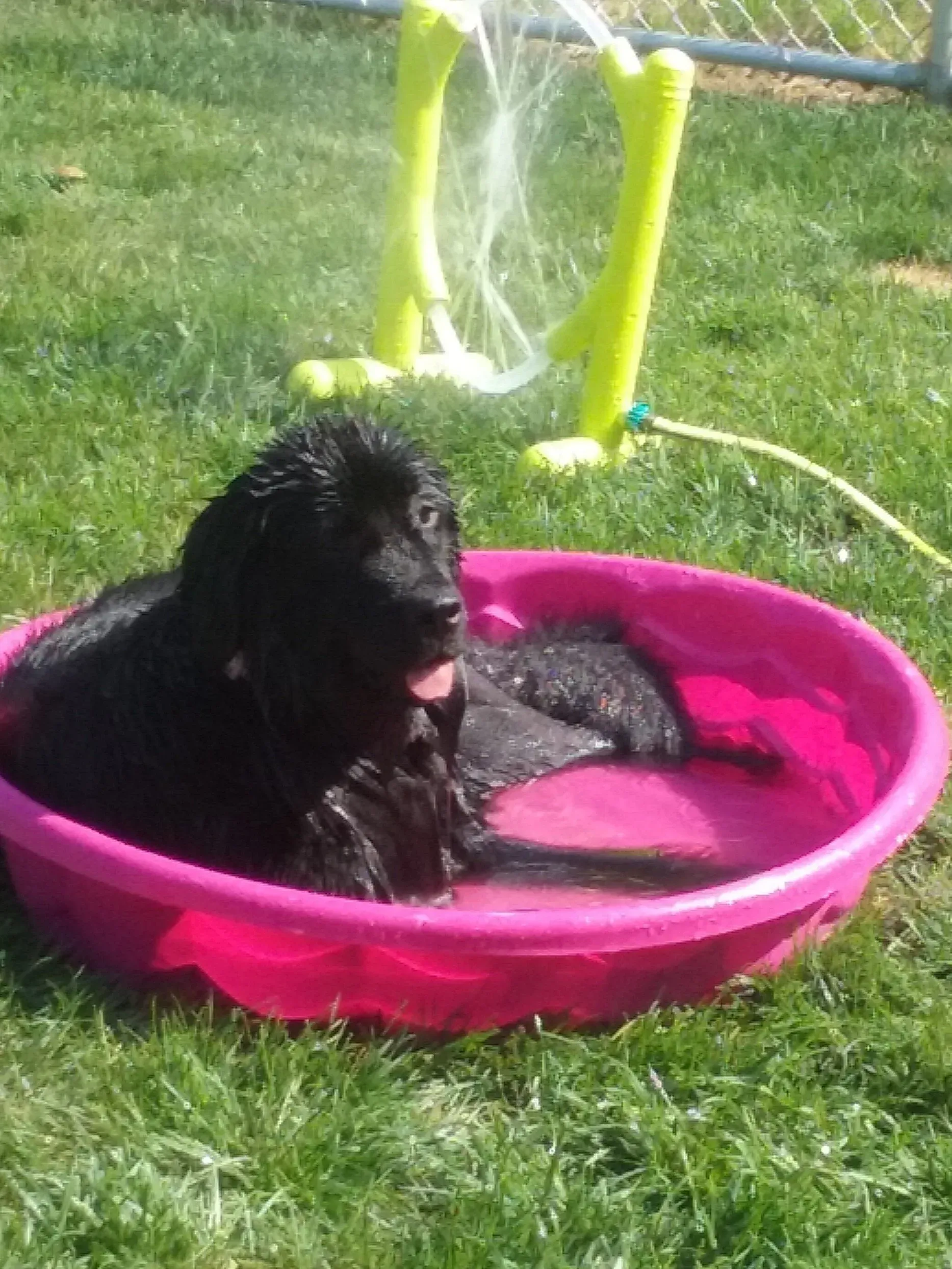 A black dog is laying in a pink pool of water.