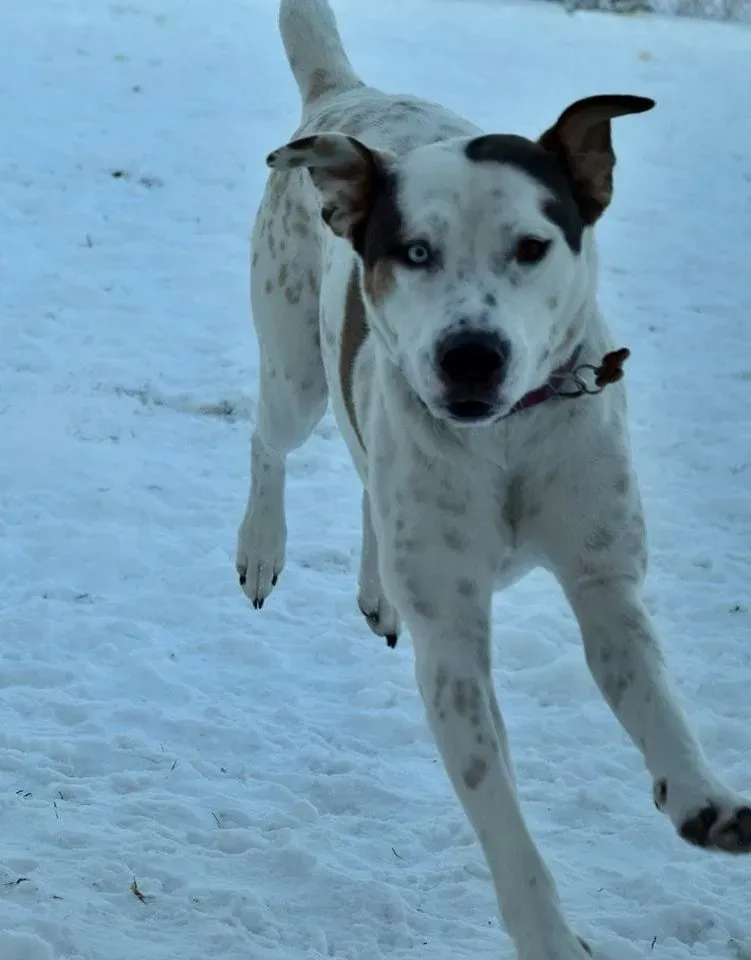 A black and white dog is running in the snow