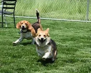 Two dogs , a beagle and a corgi , are running in the grass.