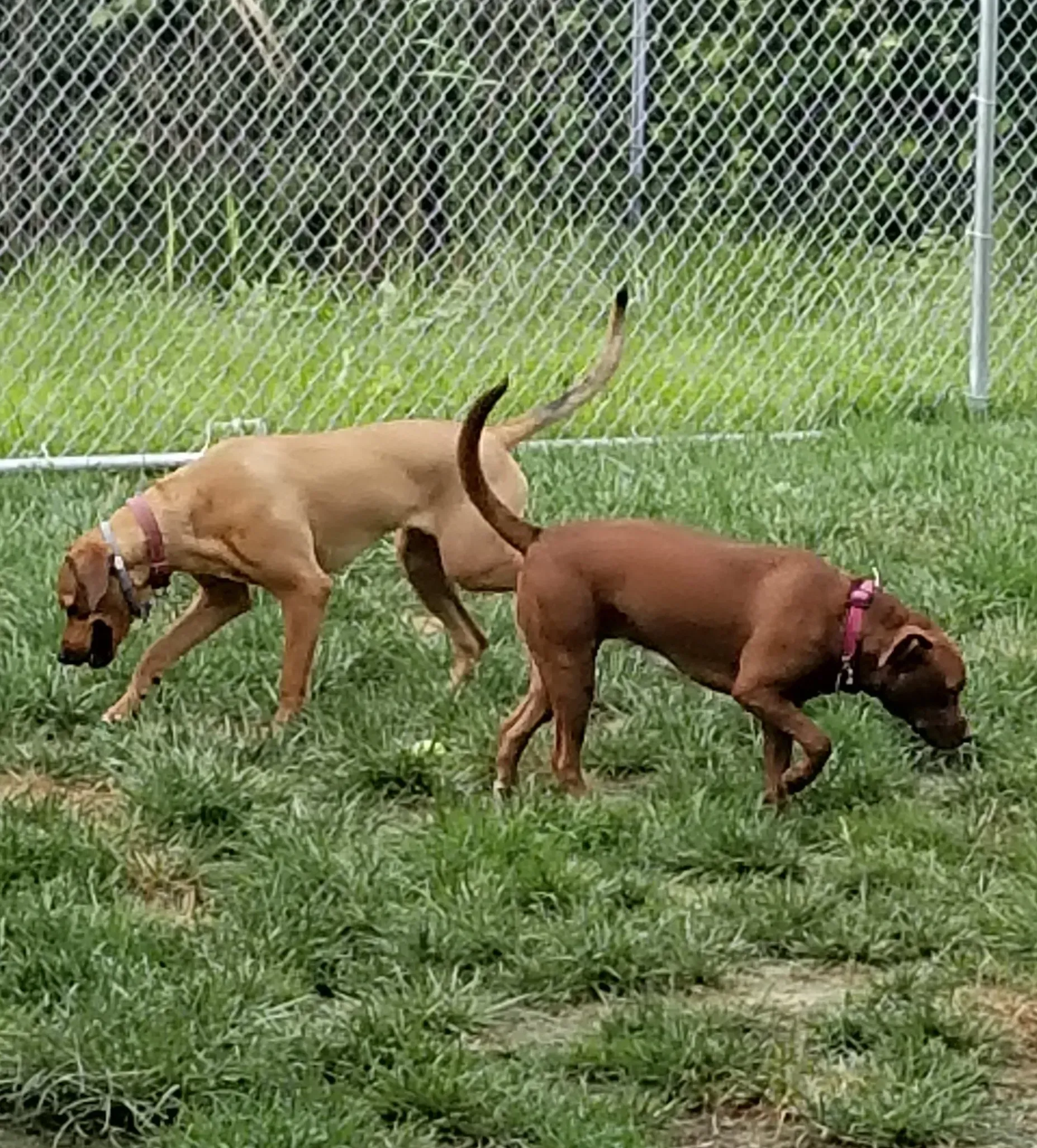 Two dogs are playing in the grass next to a chain link fence.