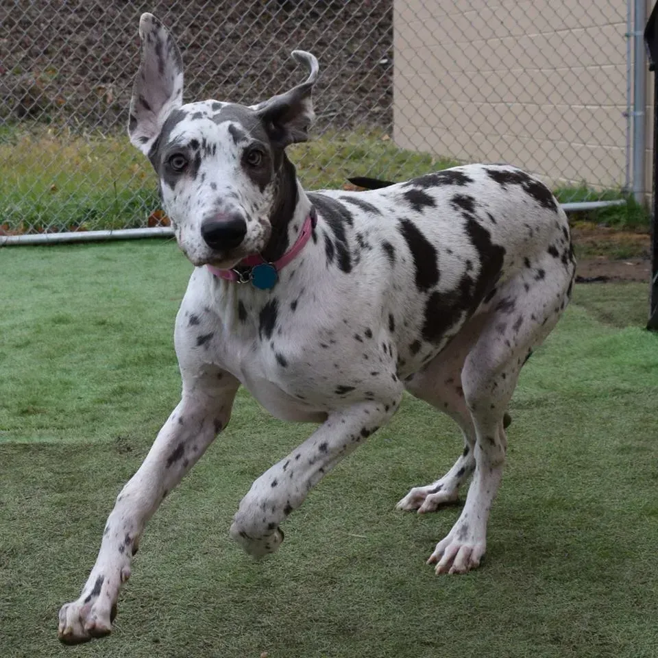 A black and white dog is running on the grass
