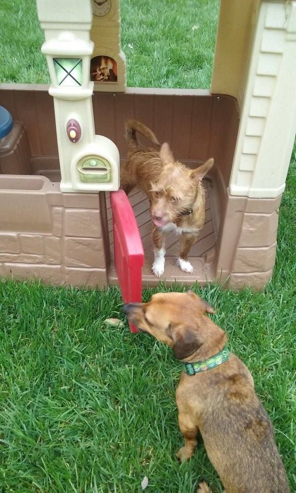 Two dogs are playing in a playhouse in the grass.