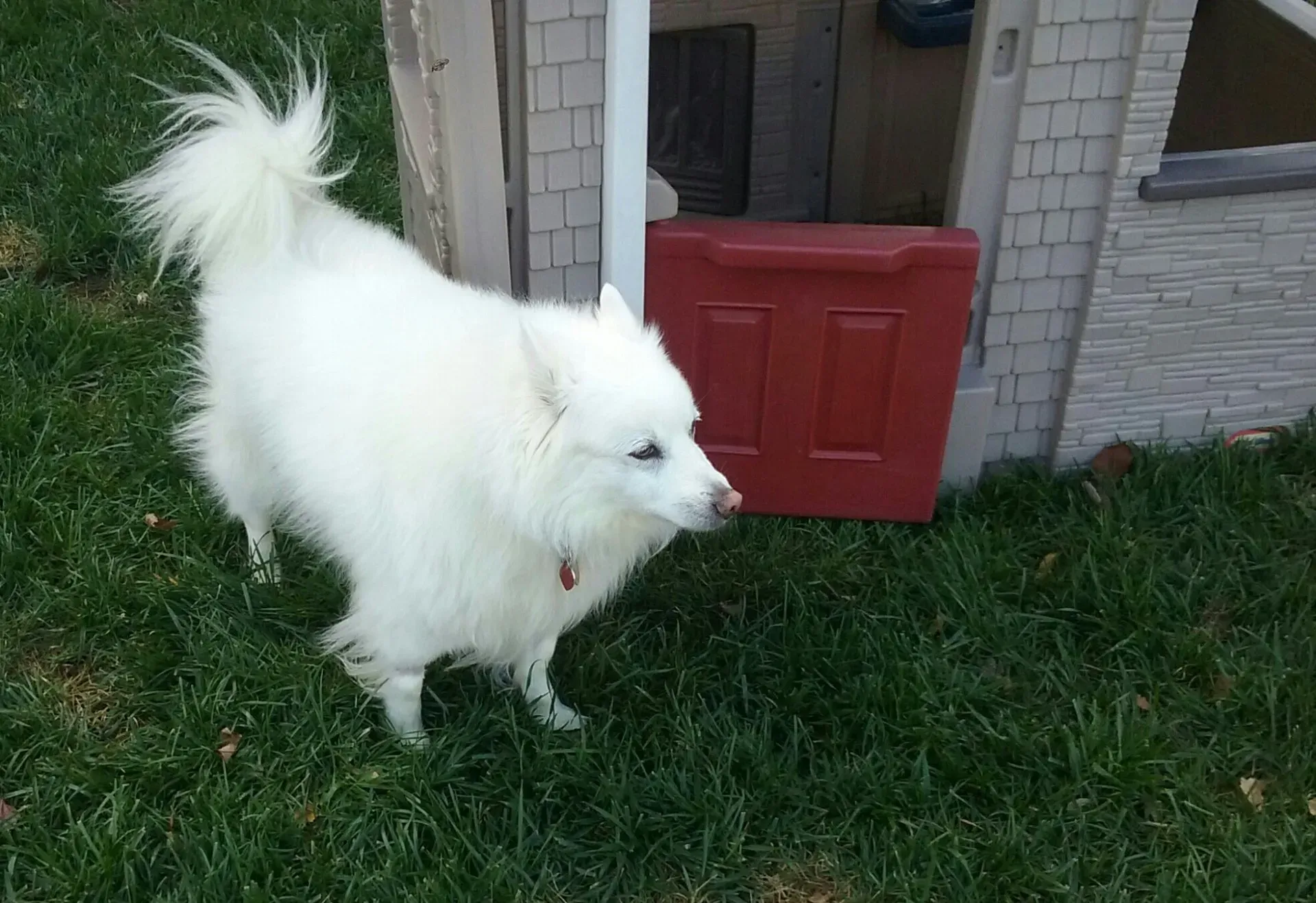 A small white dog standing in front of a playhouse
