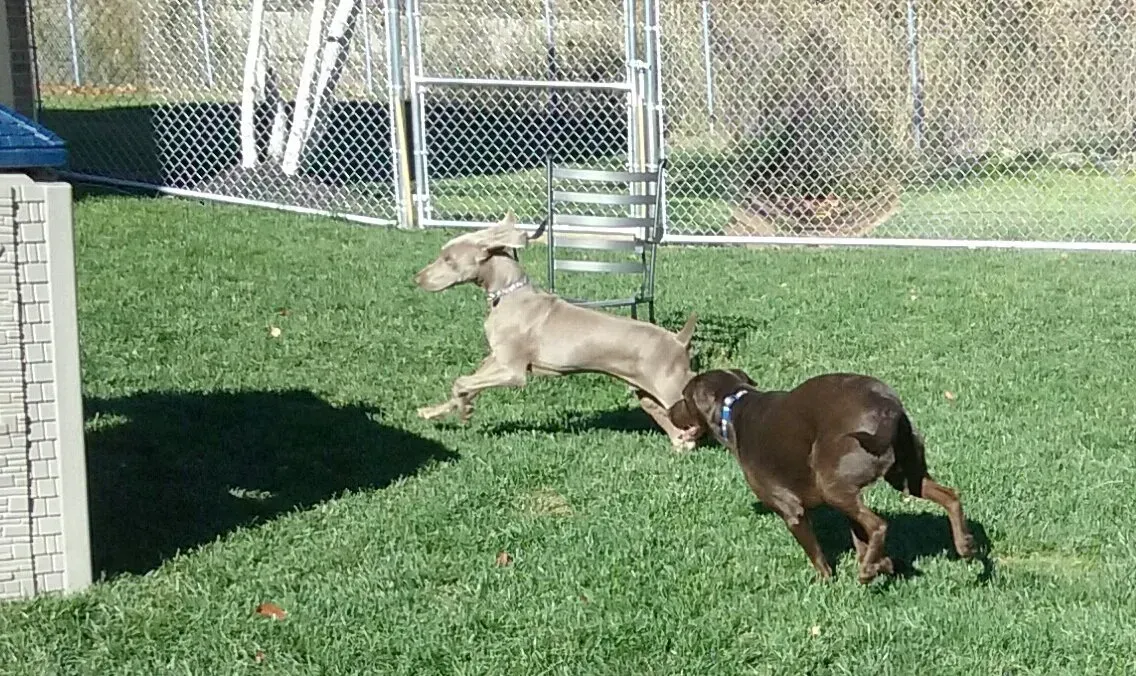 Two dogs are playing in the grass in a park.