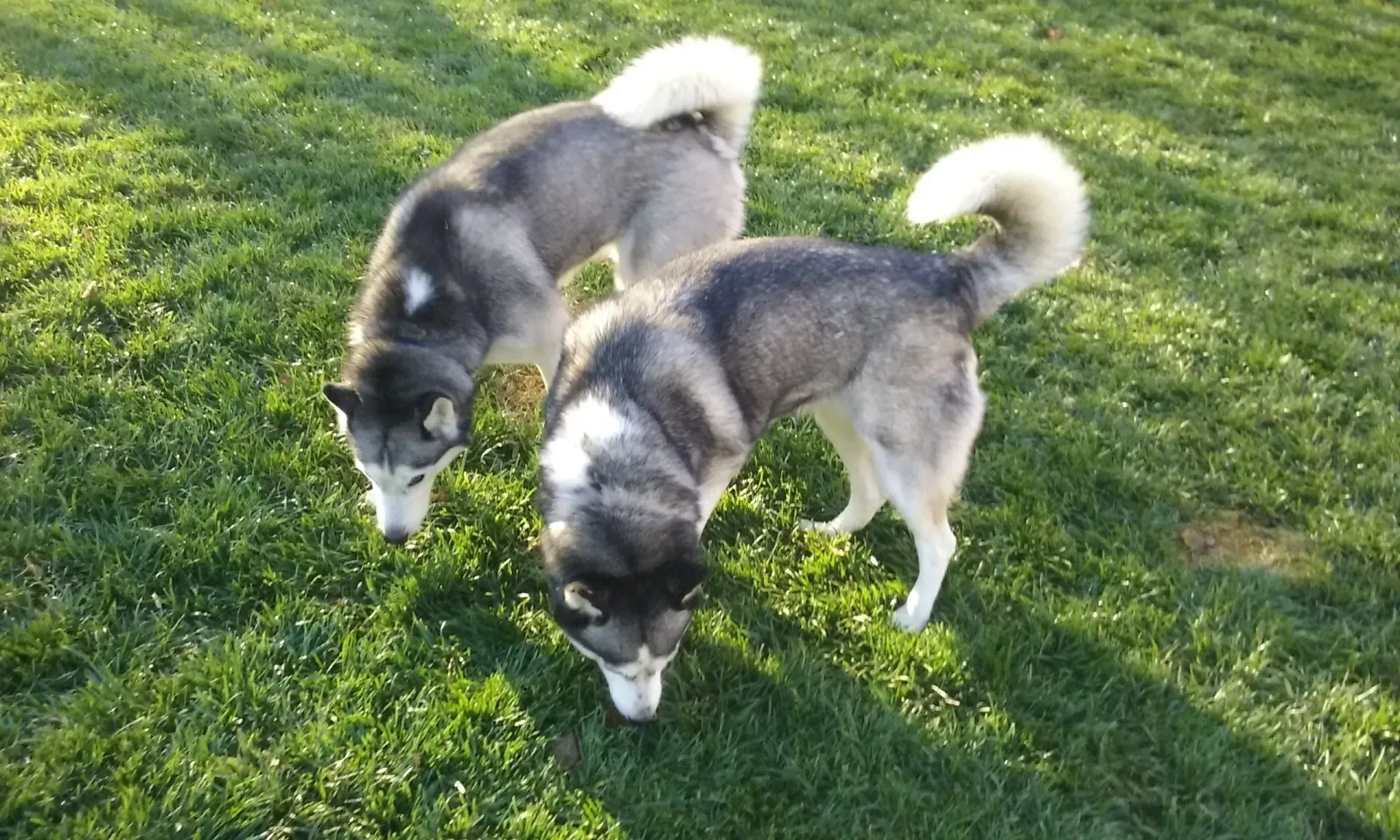 Two husky dogs are playing in the grass.