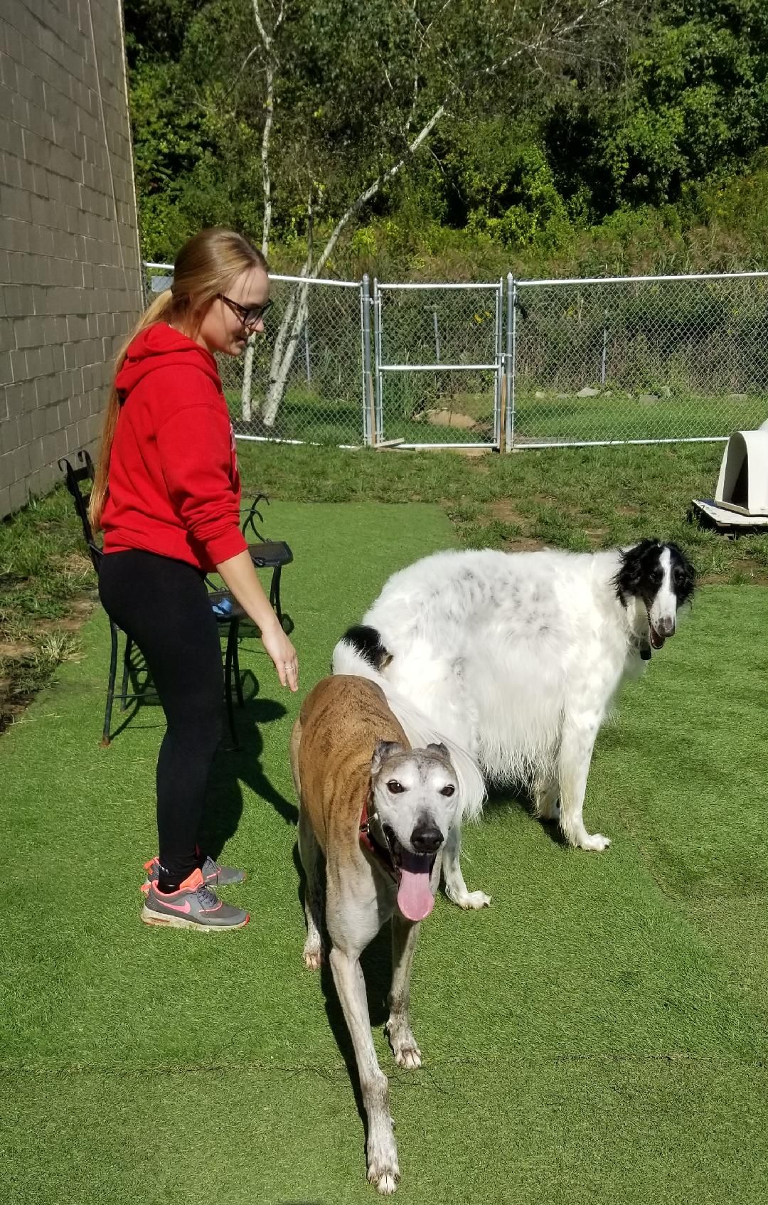 A woman is standing next to two dogs in a grassy yard.