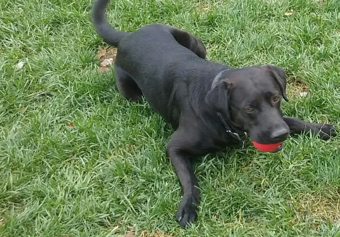 A black dog is laying in the grass with a red ball in its mouth
