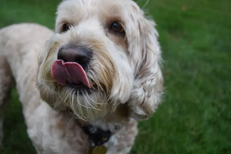 A small dog is sticking its tongue out while standing in the grass.