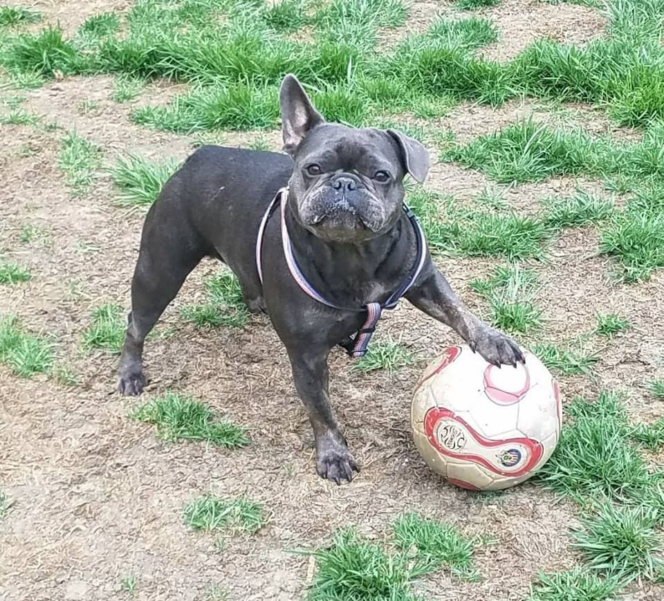A black dog is standing next to a soccer ball