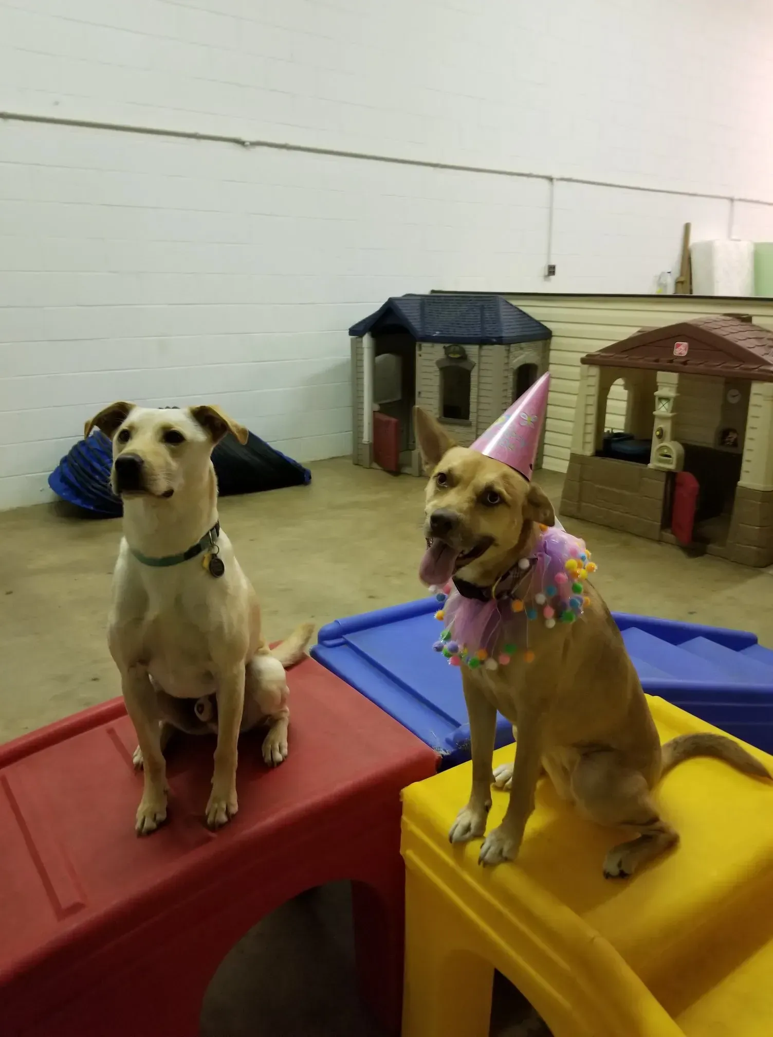Two dogs wearing party hats are sitting in a room