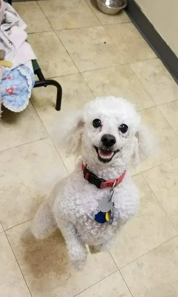 A small white poodle is sitting on a tiled floor and smiling.