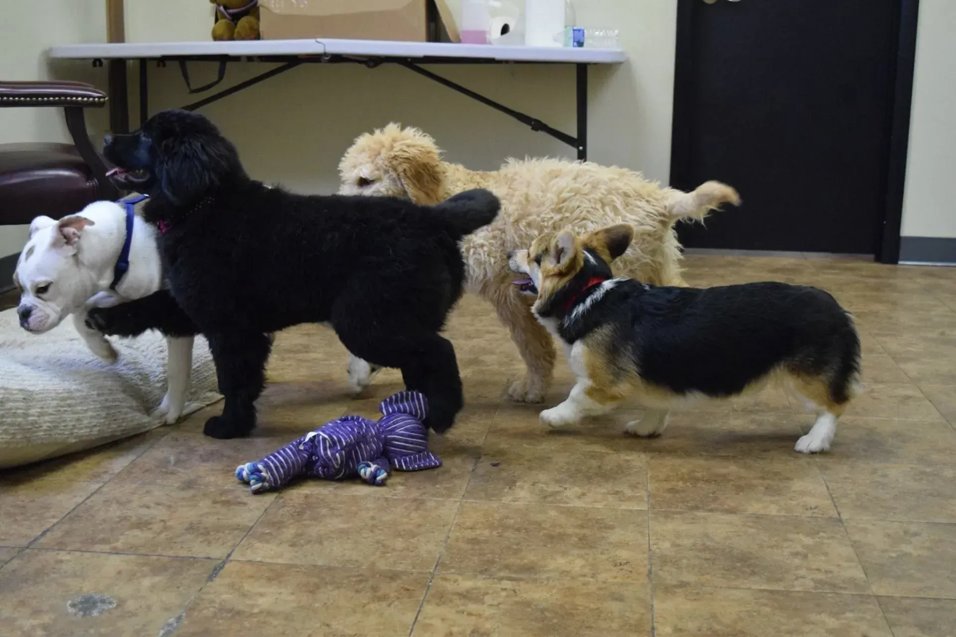 A group of dogs are playing with a toy on the floor.