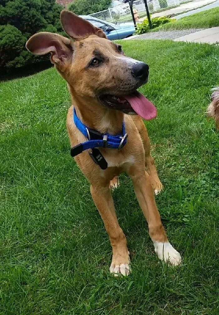 A brown dog wearing a blue collar is standing in the grass.